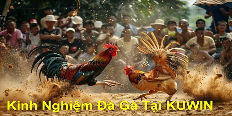 Áp dụng kinh nghiệm đá gà từ chuyên gia gạo cội 