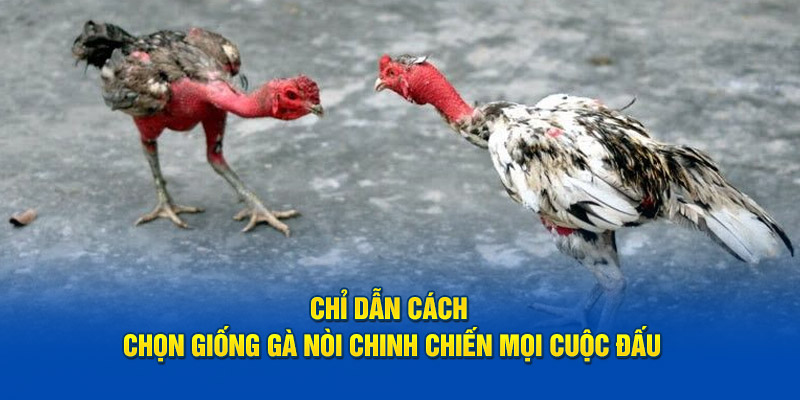 Chỉ dẫn cách chọn gà nòi bất bại trong mọi cuộc chiến