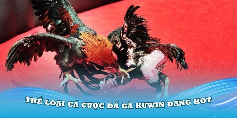 Đá gà Kuwin phát sóng nhiều thể loại khác nhau