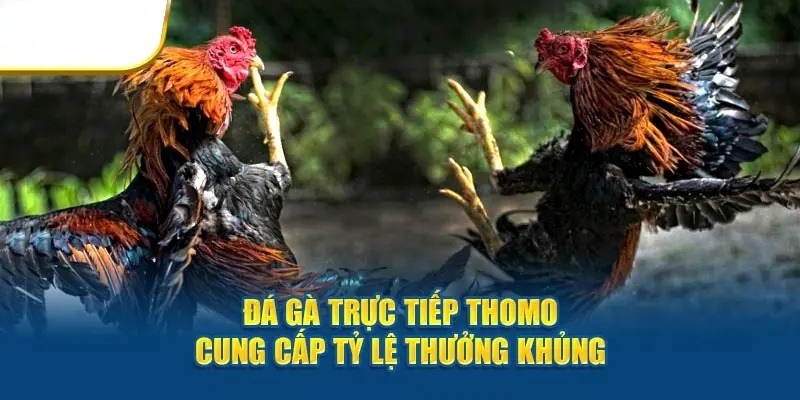 Đá gà Thomo là sân chơi có tỷ lệ trả thưởng hấp dẫn