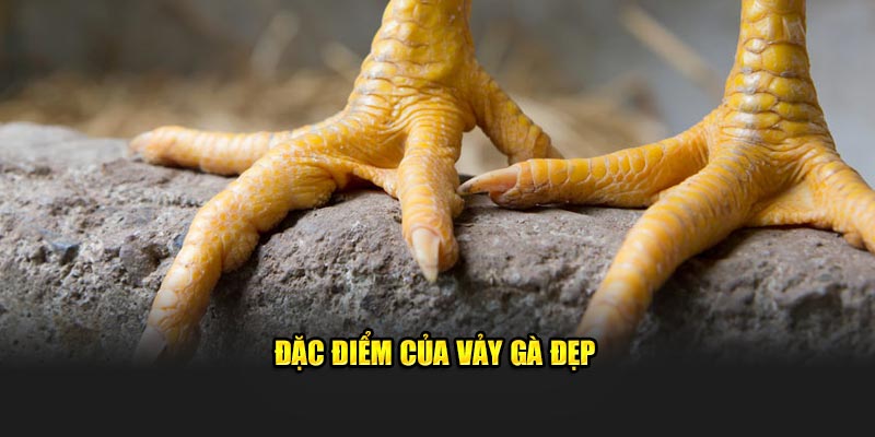 Đặc điểm của vảy gà đẹp