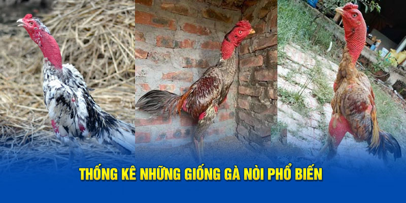 Thống kê những giống gà nòi phổ biến