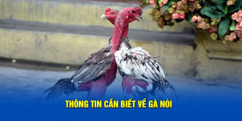 Thông tin kê thủ cần biết về gà nòi