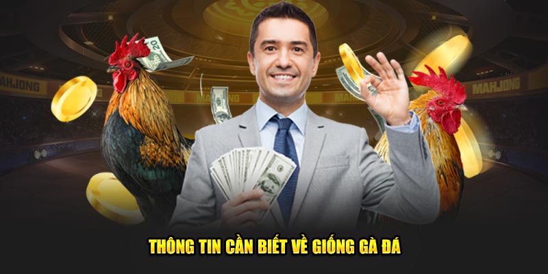 Thông tin khách quan về giống gà đá