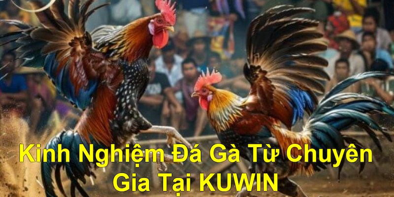 Tìm hiểu về khái niệm kinh nghiệm đá gà